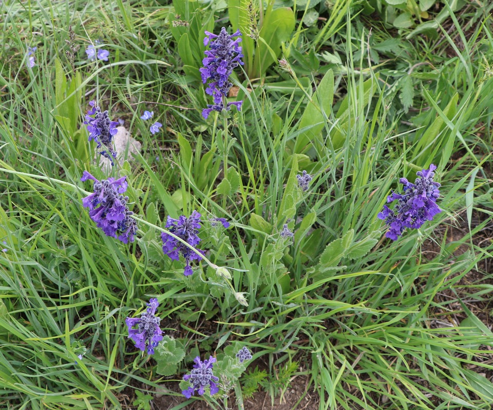 Image of Nepeta strictifolia specimen.