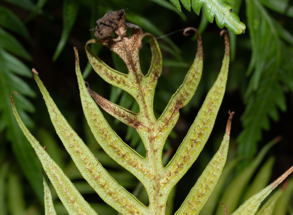 Изображение особи Woodwardia prolifera.