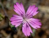 Dianthus diffusus