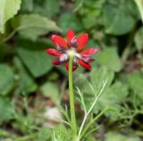Adonis microcarpa