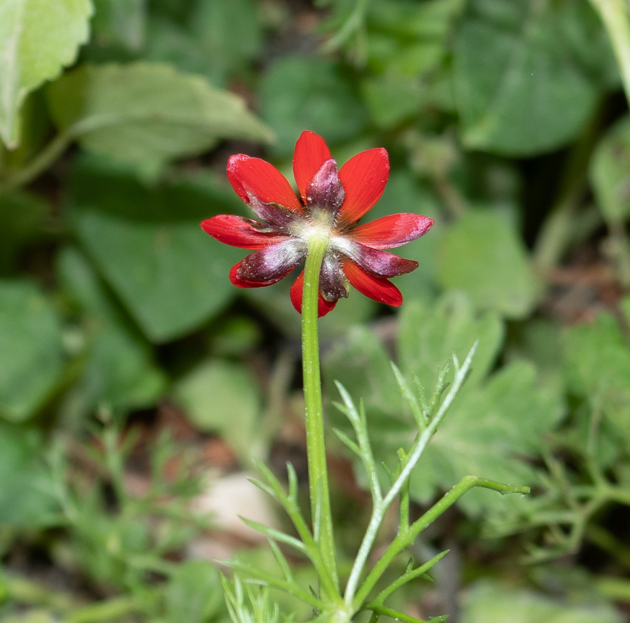 Image of Adonis microcarpa specimen.