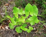 Ligularia calthifolia