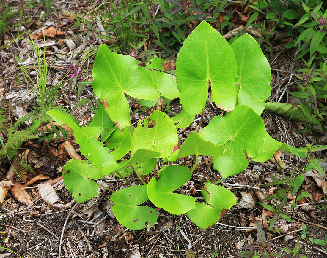 Image of Ligularia calthifolia specimen.