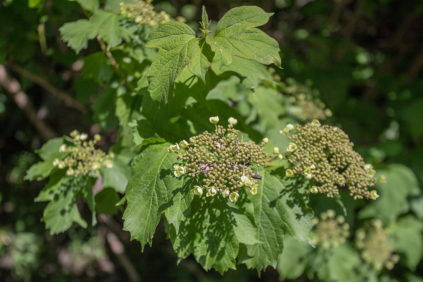 Image of Viburnum opulus specimen.