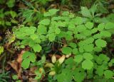 Thalictrum baicalense. Плодоносящее растение. Приморский край, Лазовский р-н, Лазовский заповедник, 1 км Ю кордона Америка, широколиственный лес. 17.08.2009.
