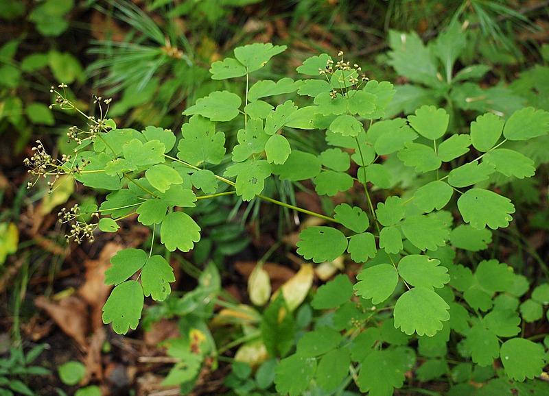 Изображение особи Thalictrum baicalense.