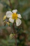 Helianthemum salicifolium. Цветок. Краснодарский край, Абинский р-н, окр. станицы Эриванской, гора Шизе, горная степь, каменистый склон. 29.05.2021.