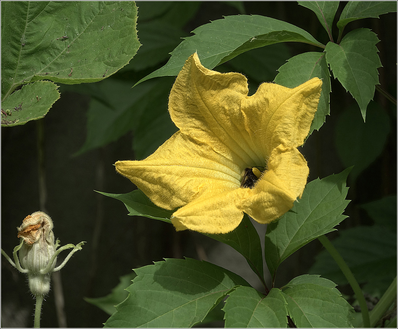 Изображение особи Cucurbita pepo.