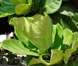 Ficus lyrata