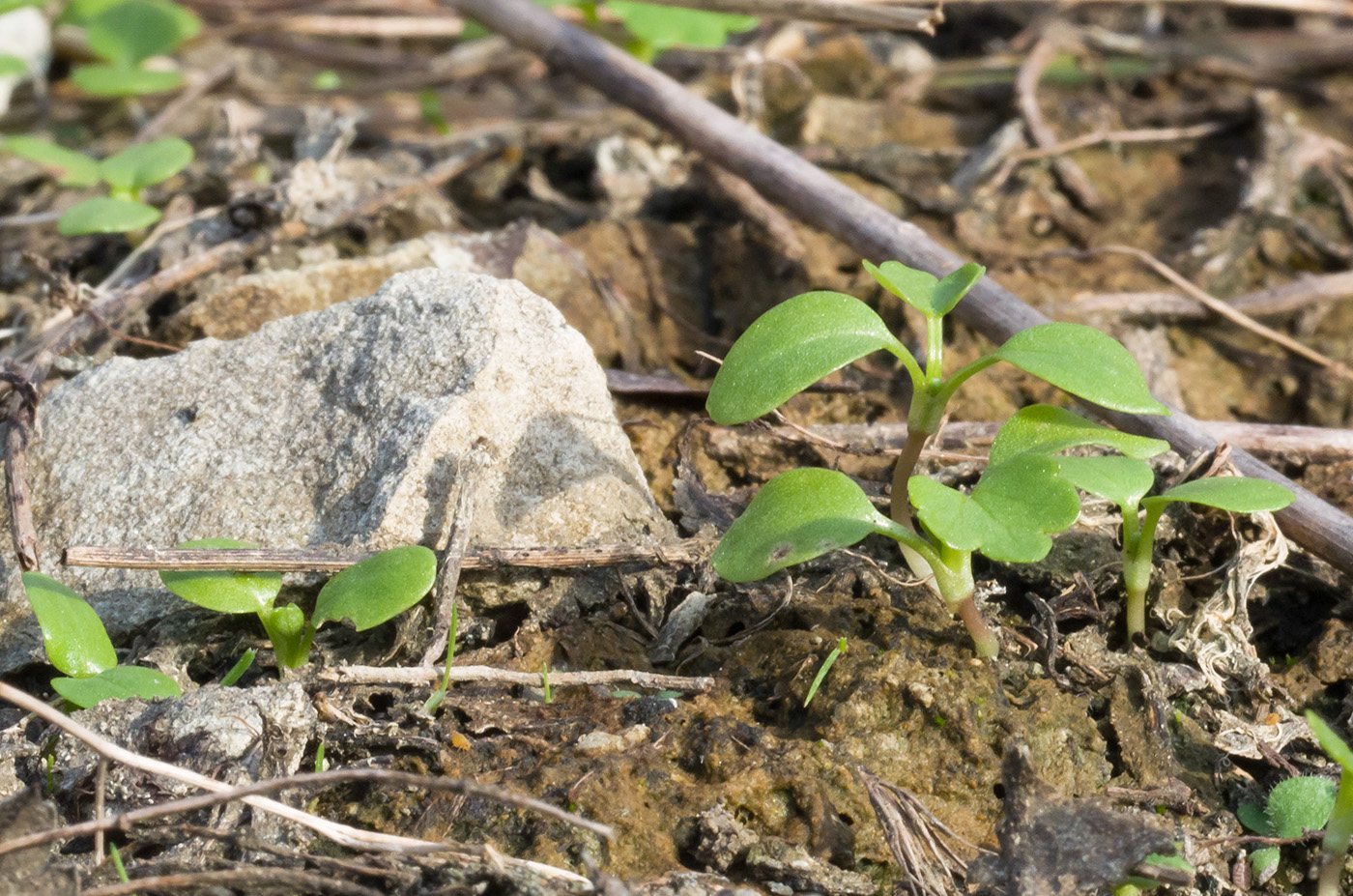 Image of Ranunculus trachycarpus specimen.