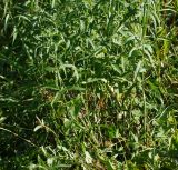 Veronica longifolia