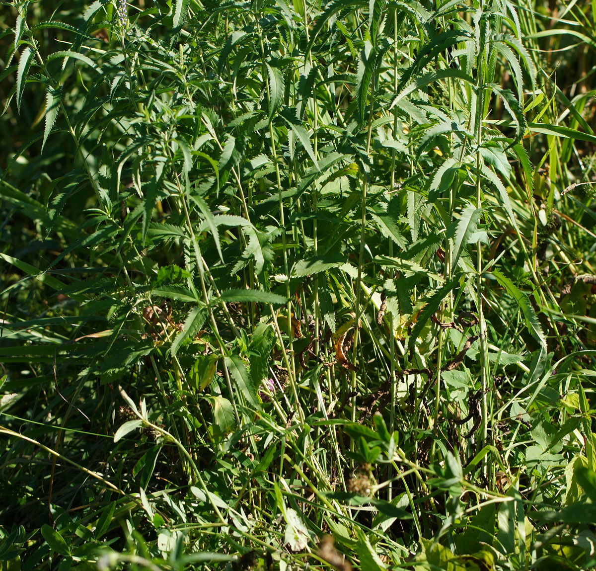 Image of Veronica longifolia specimen.