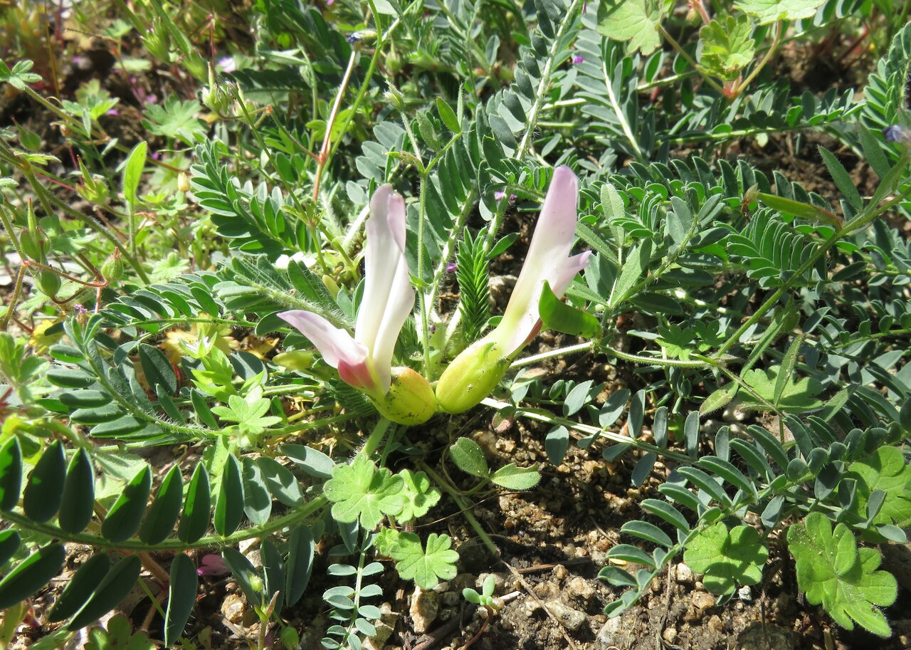 Изображение особи Astragalus physocalyx.