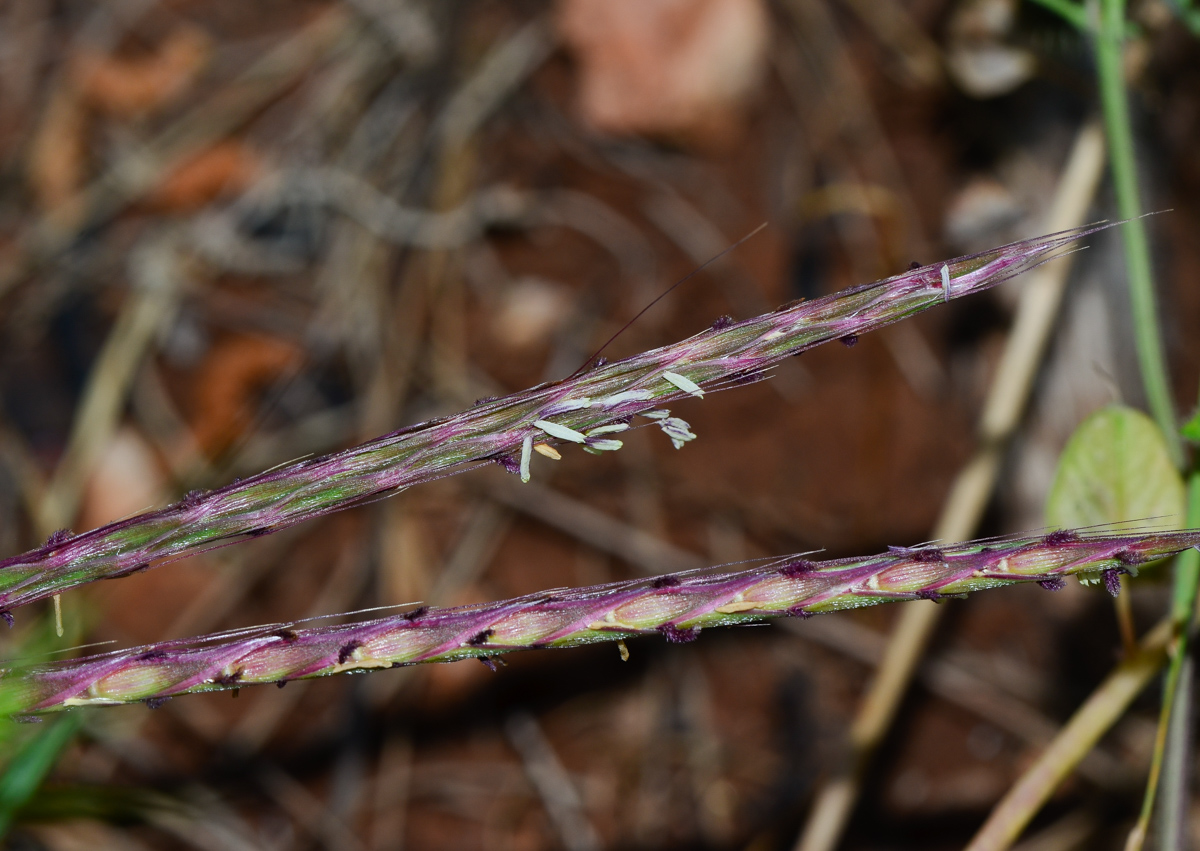 Image of Andropogon distachyos specimen.