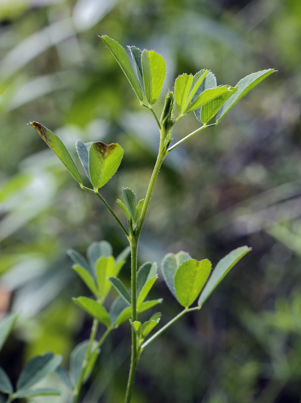 Image of Medicago &times; varia specimen.