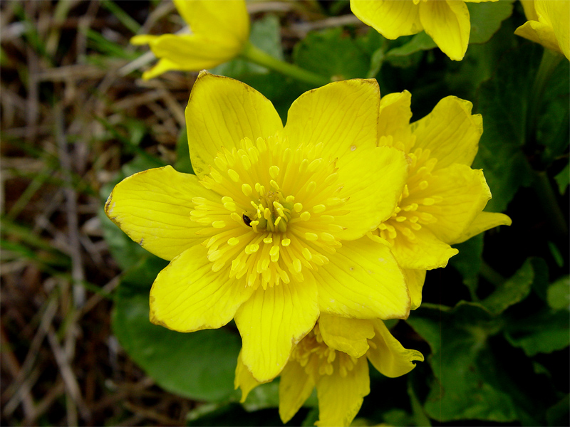 Image of Caltha polypetala specimen.