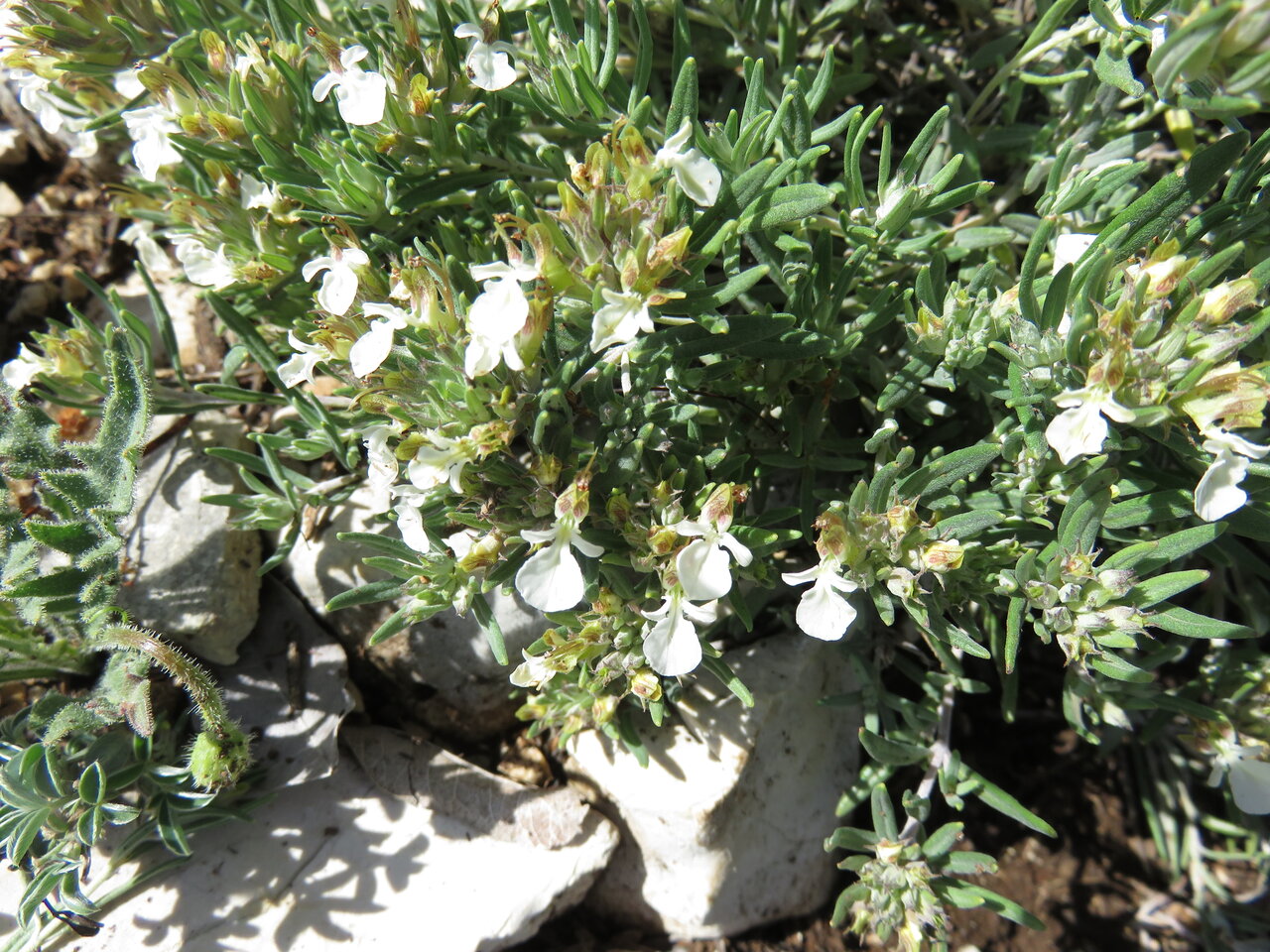 Изображение особи Teucrium montanum.