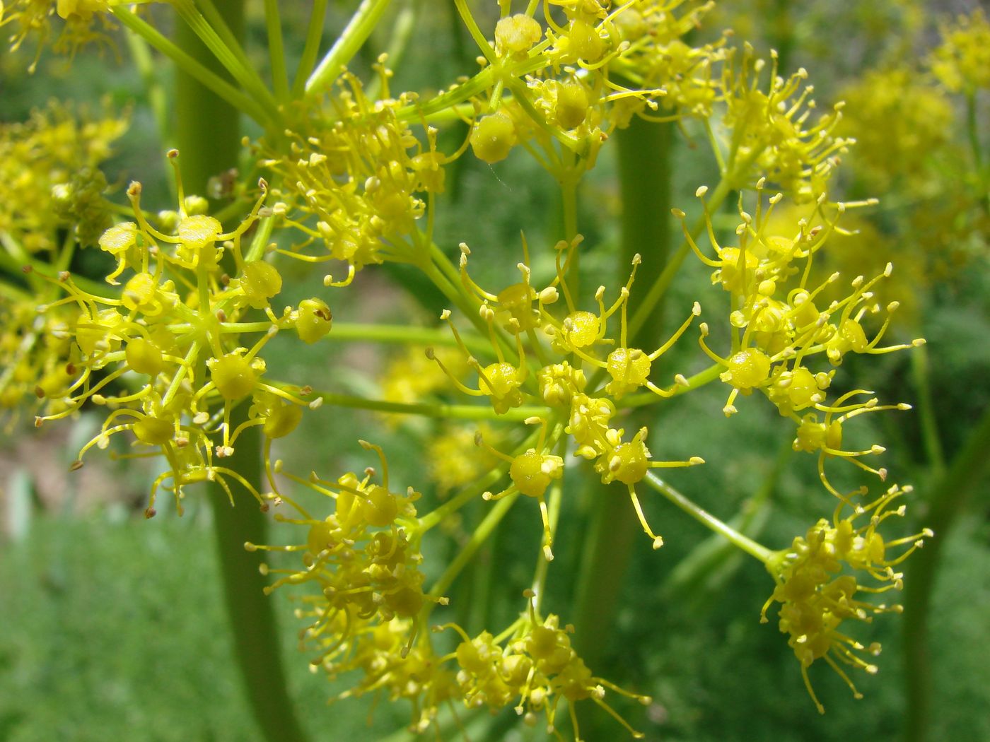 Изображение особи Ferula tenuisecta.