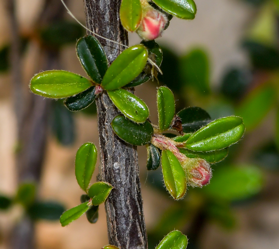 Image of Cotoneaster microphyllus specimen.