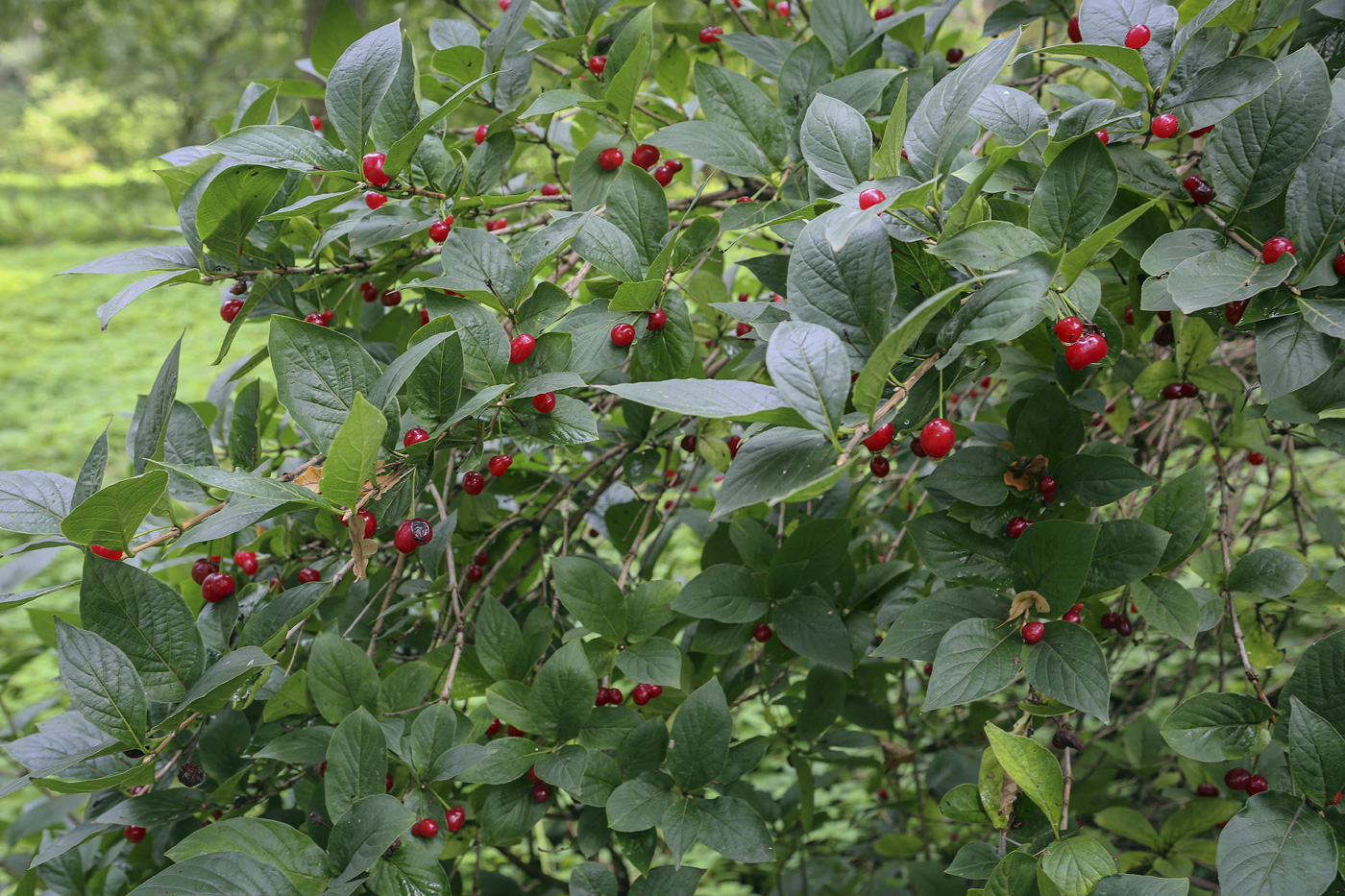 Image of Lonicera alpigena specimen.