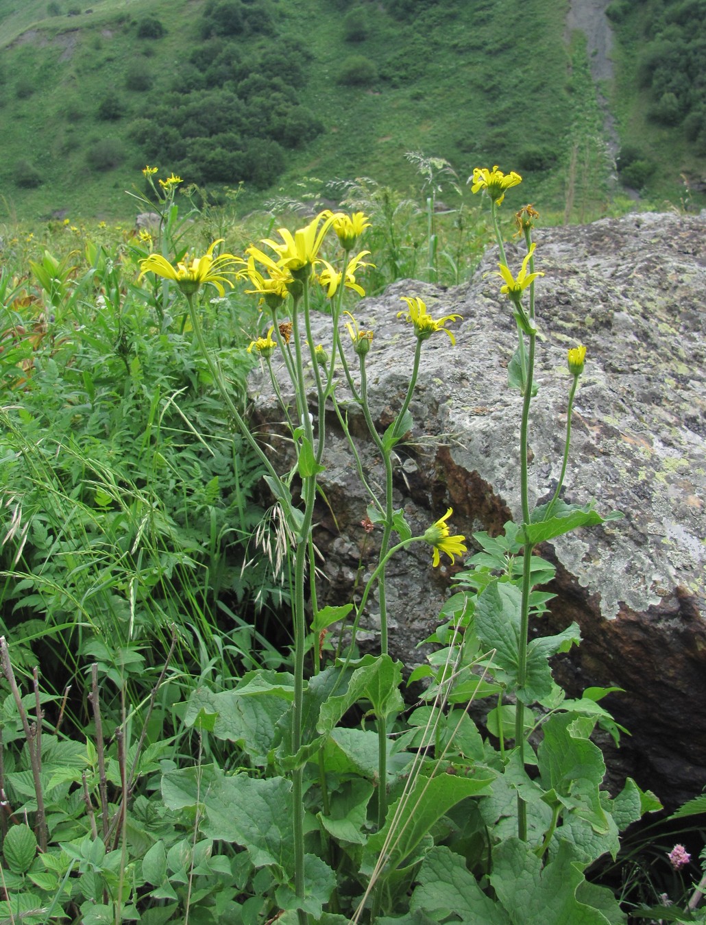 Image of Doronicum macrophyllum specimen.