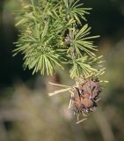 Larix sibirica. Верхушка побега с шишкой. Пермский край, Кунгурский р-н, окр. с. Филипповка, гора Ледяная. 12.09.2021.