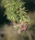 Larix sibirica