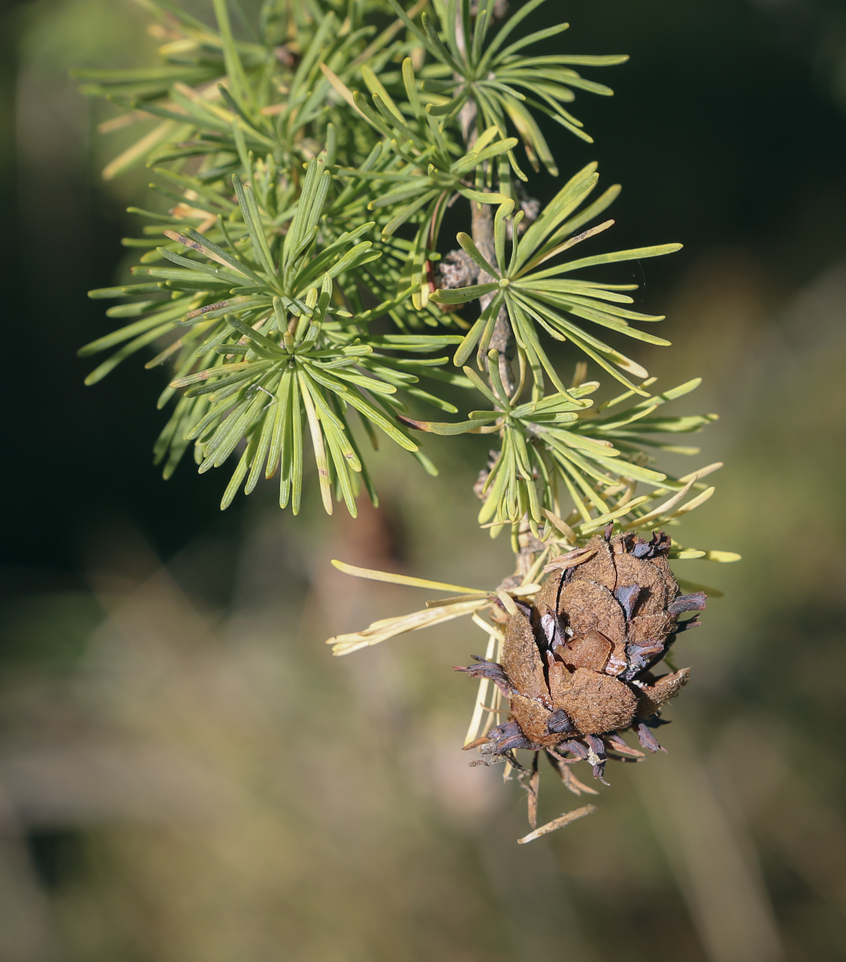 Изображение особи Larix sibirica.