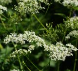 Chaerophyllum aromaticum