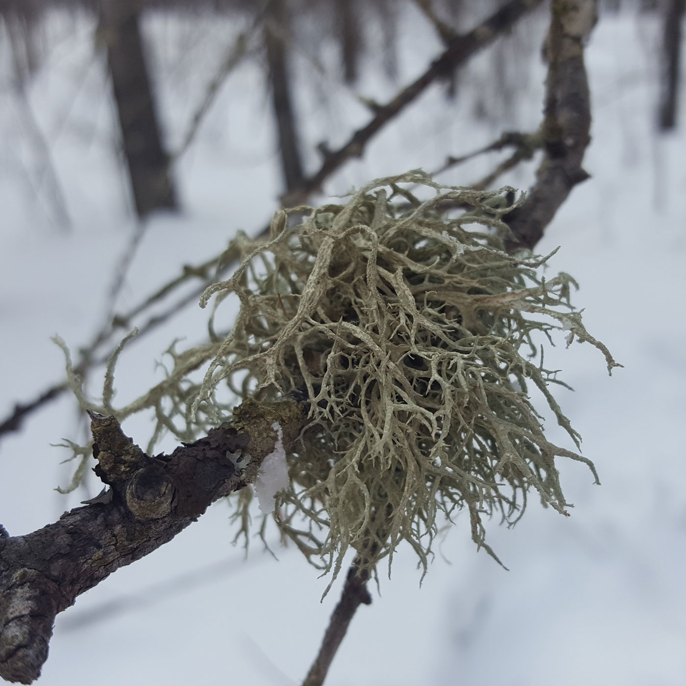 Изображение особи Evernia mesomorpha.