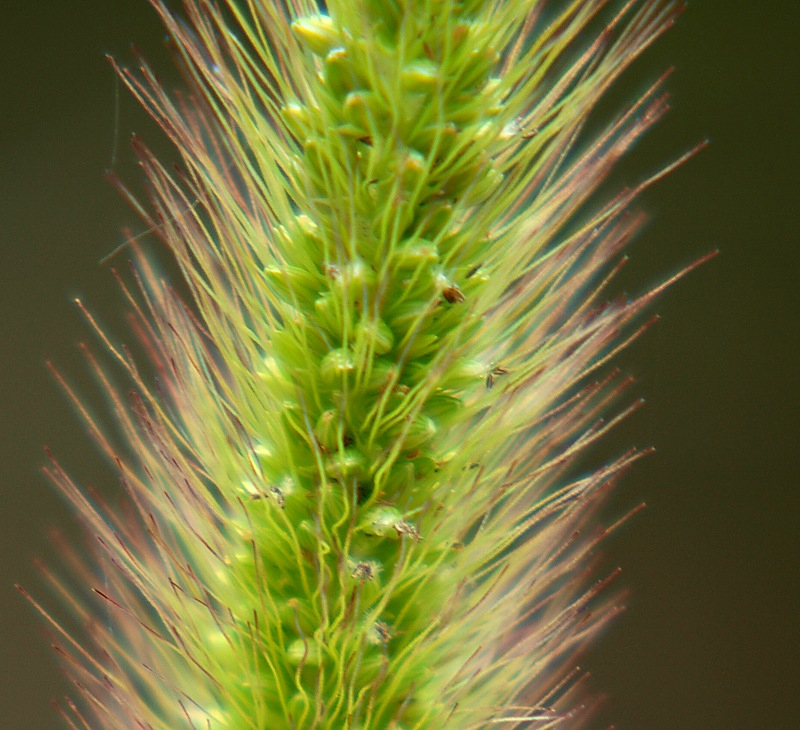 Image of Setaria viridis specimen.