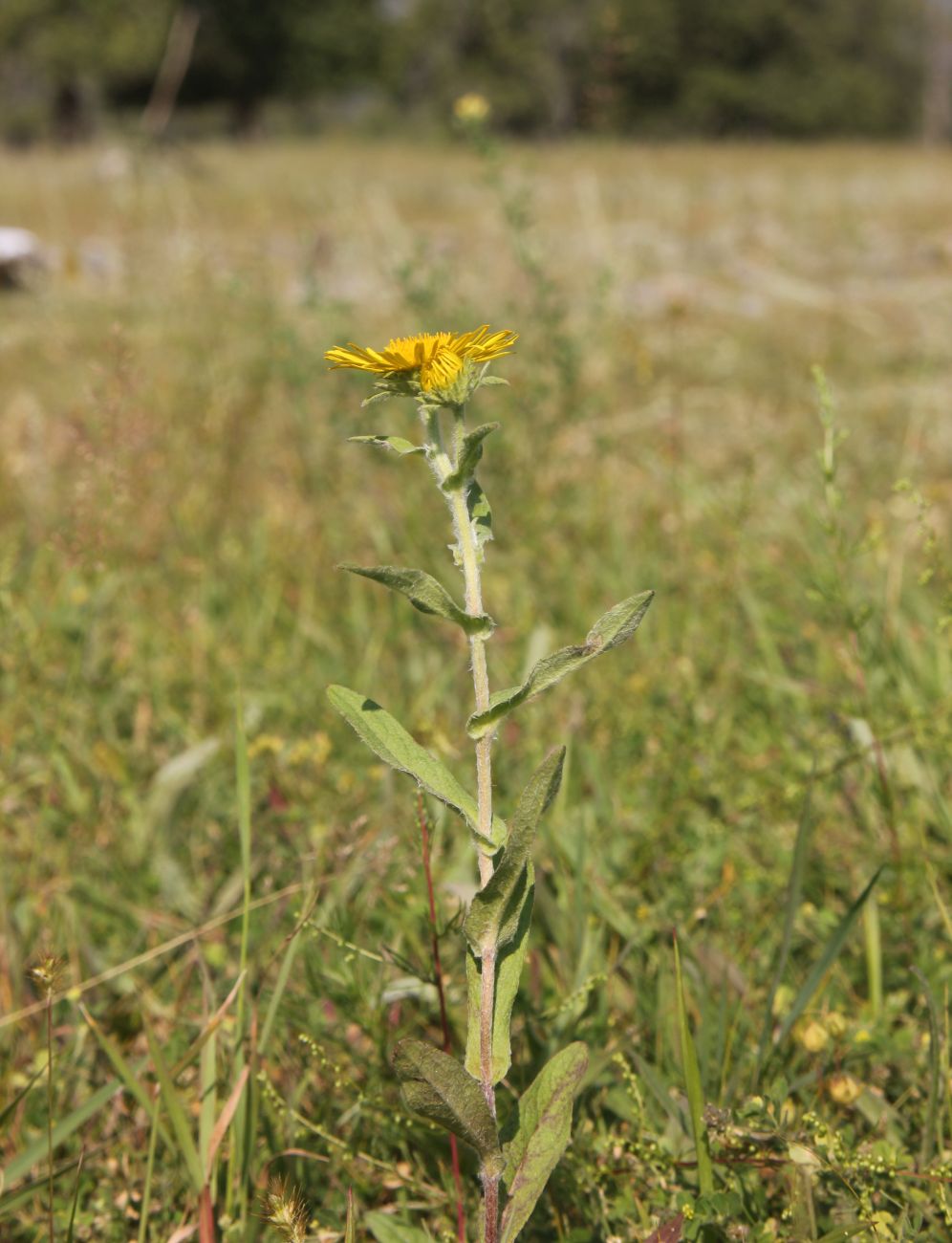 Изображение особи Inula britannica.