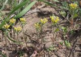 Alyssum variety desertorum