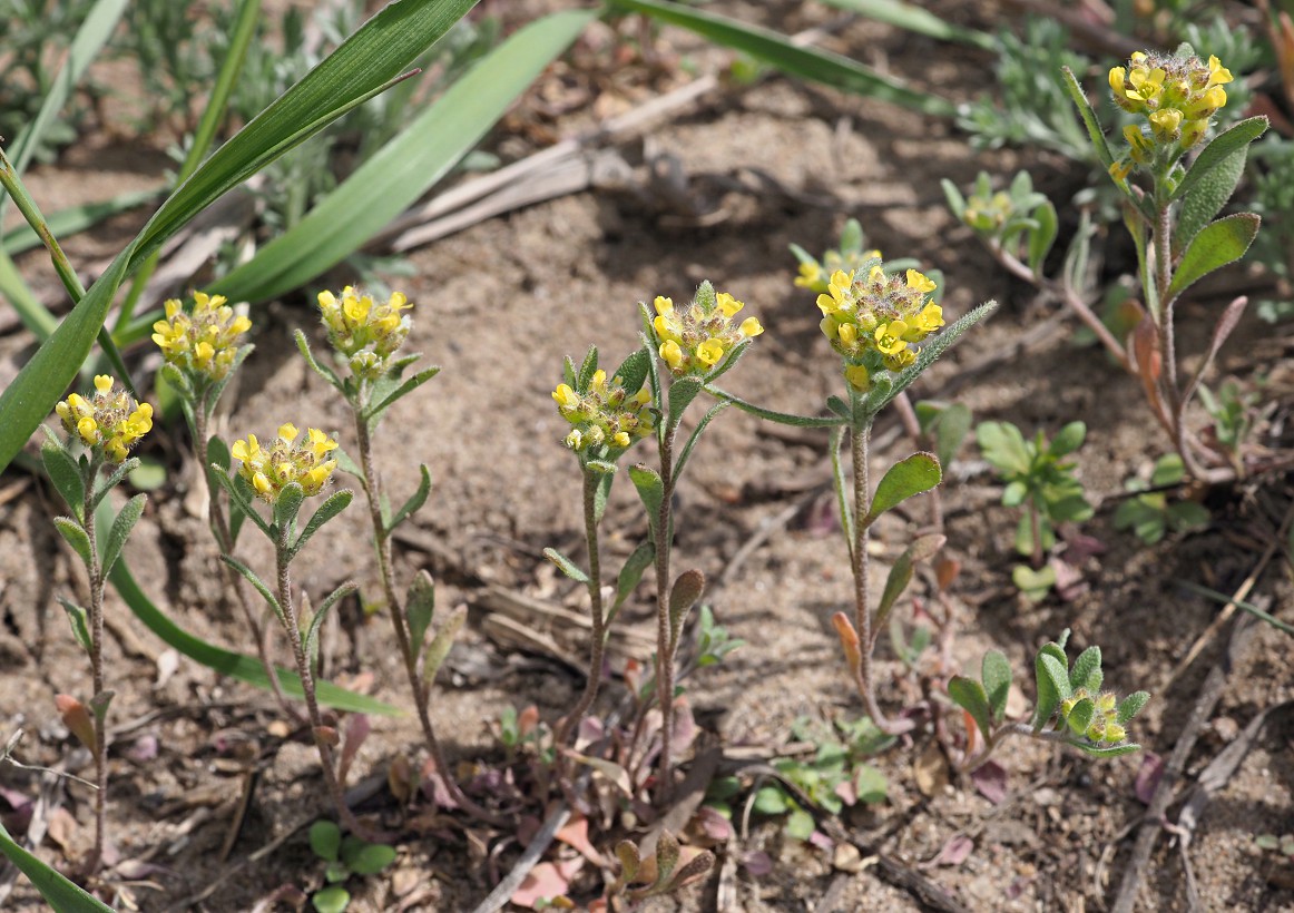 Image of Alyssum turkestanicum var. desertorum specimen.