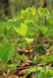 Epimedium koreanum. Побег с соцветием и лист. Приморский край, Хасанский р-н, окр. с. Кравцовка, бассейн р. Грязная, в дубовом лесу. 16.05.2022.