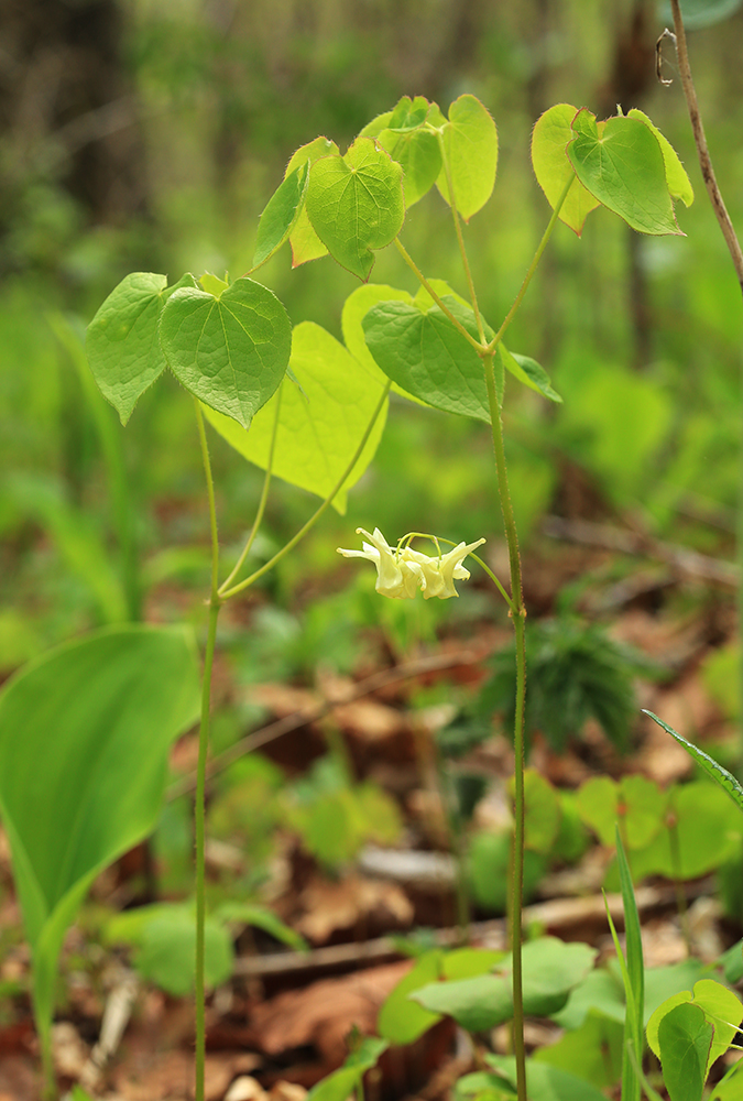 Image of Epimedium koreanum specimen.