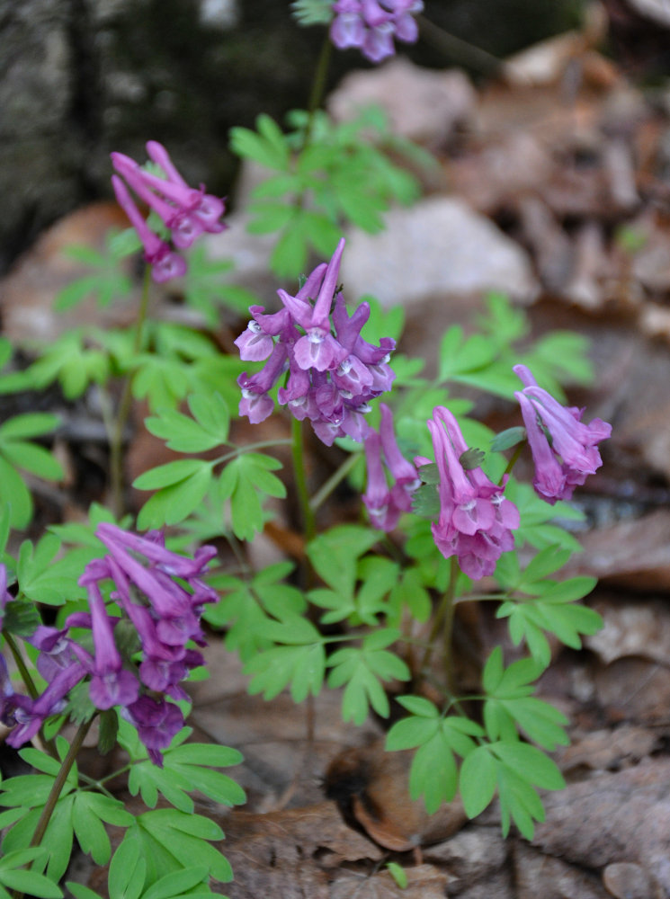 Image of Corydalis solida specimen.