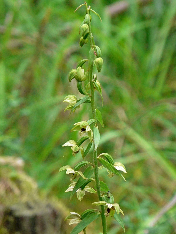 Image of Epipactis helleborine specimen.