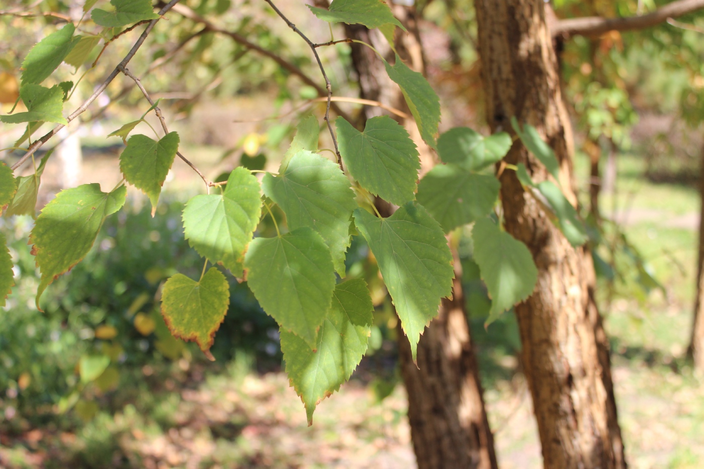 Изображение особи Tilia paucicostata.