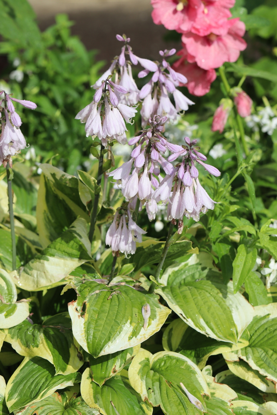 Image of Hosta fortunei specimen.