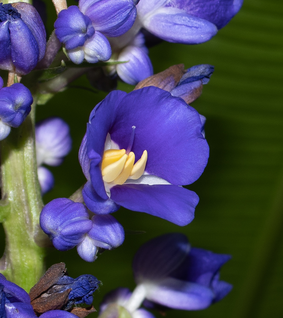 Image of Dichorisandra thyrsiflora specimen.