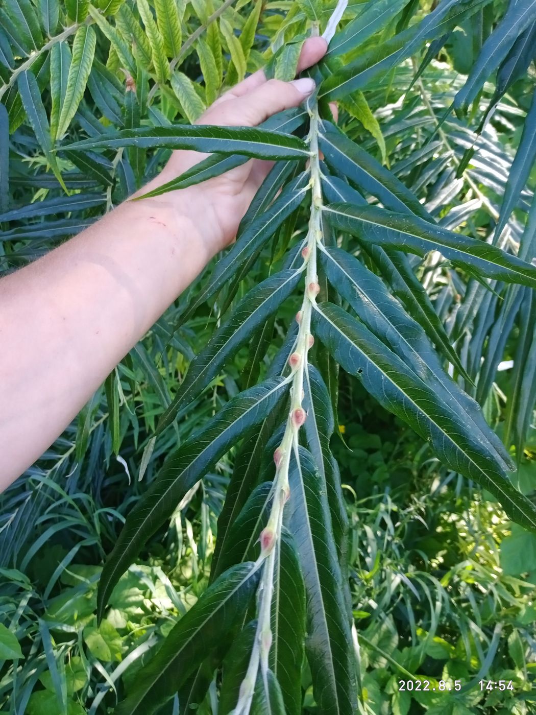 Image of Salix schwerinii specimen.