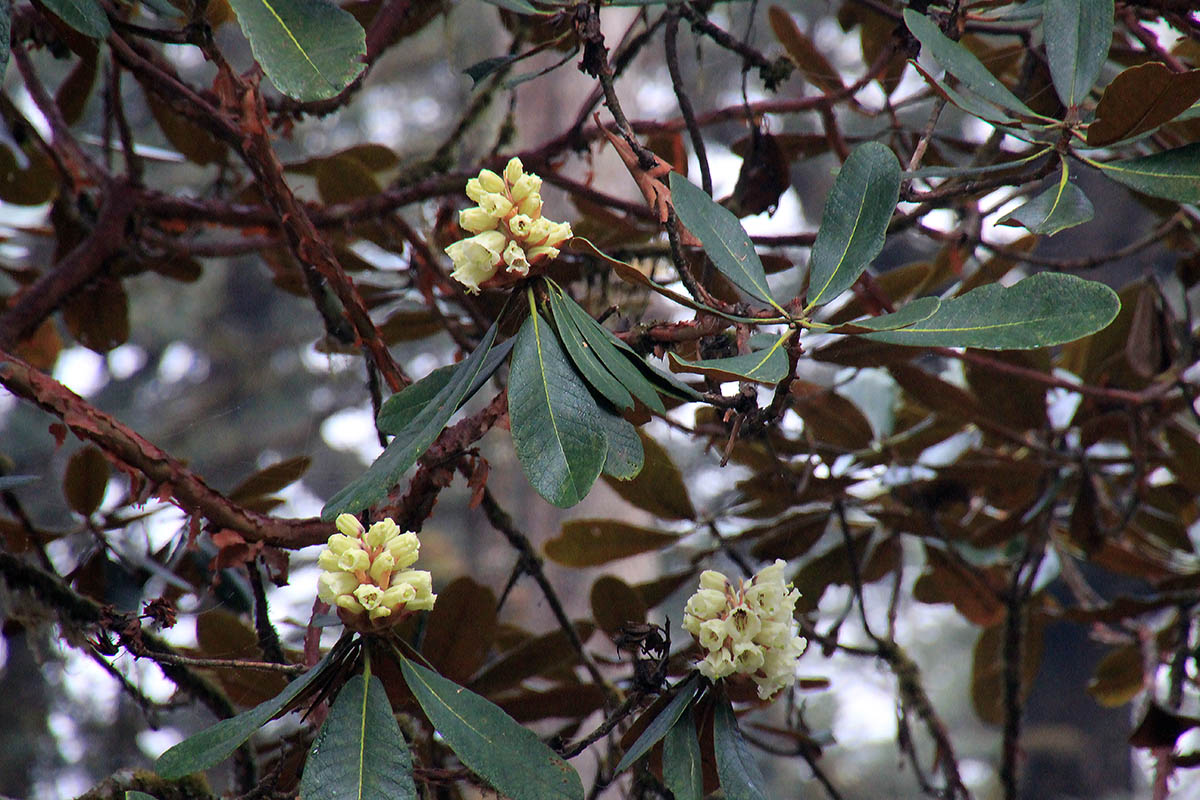 Изображение особи Rhododendron sinofalconeri.