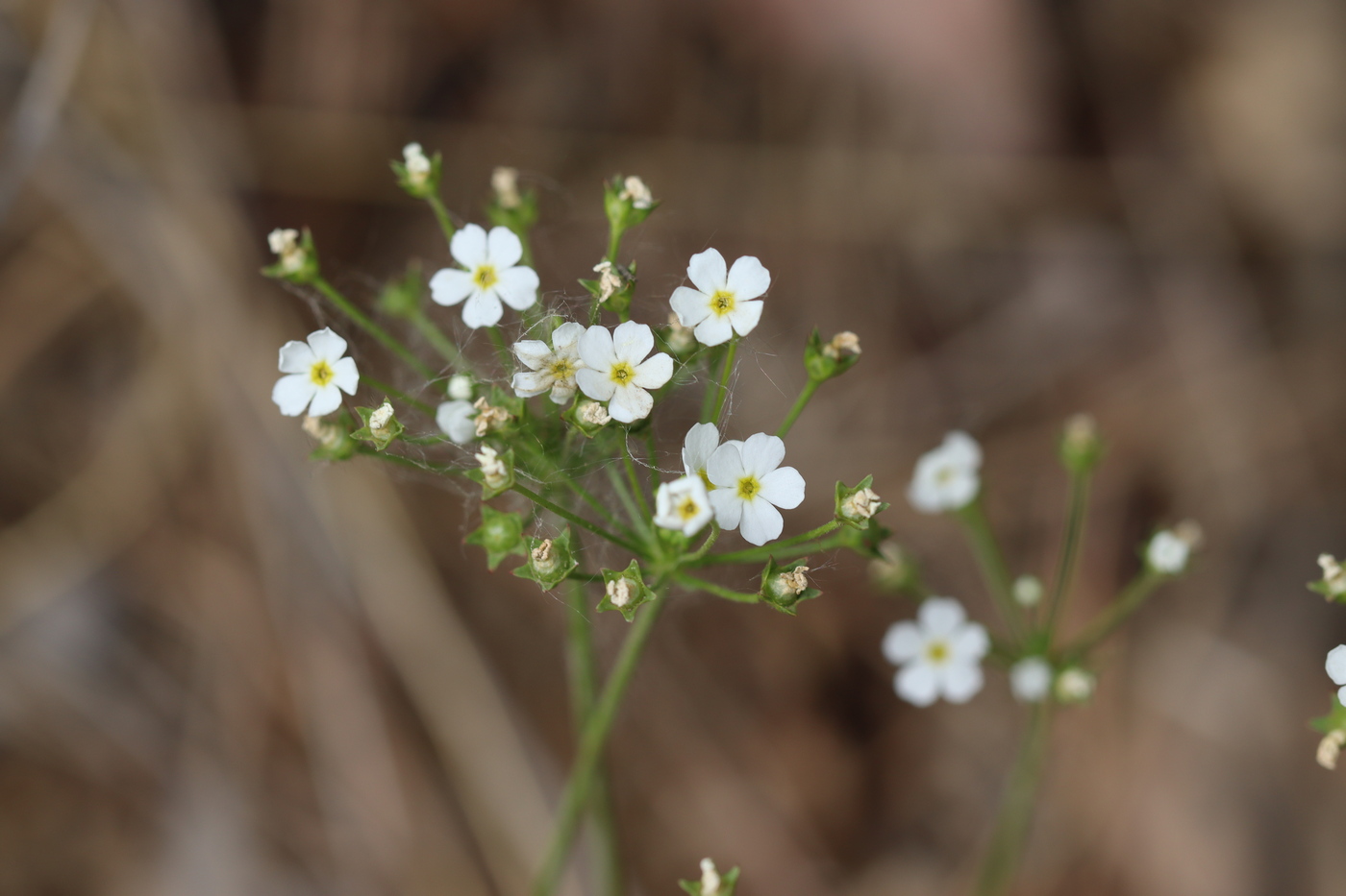 Image of Androsace lactiflora specimen.