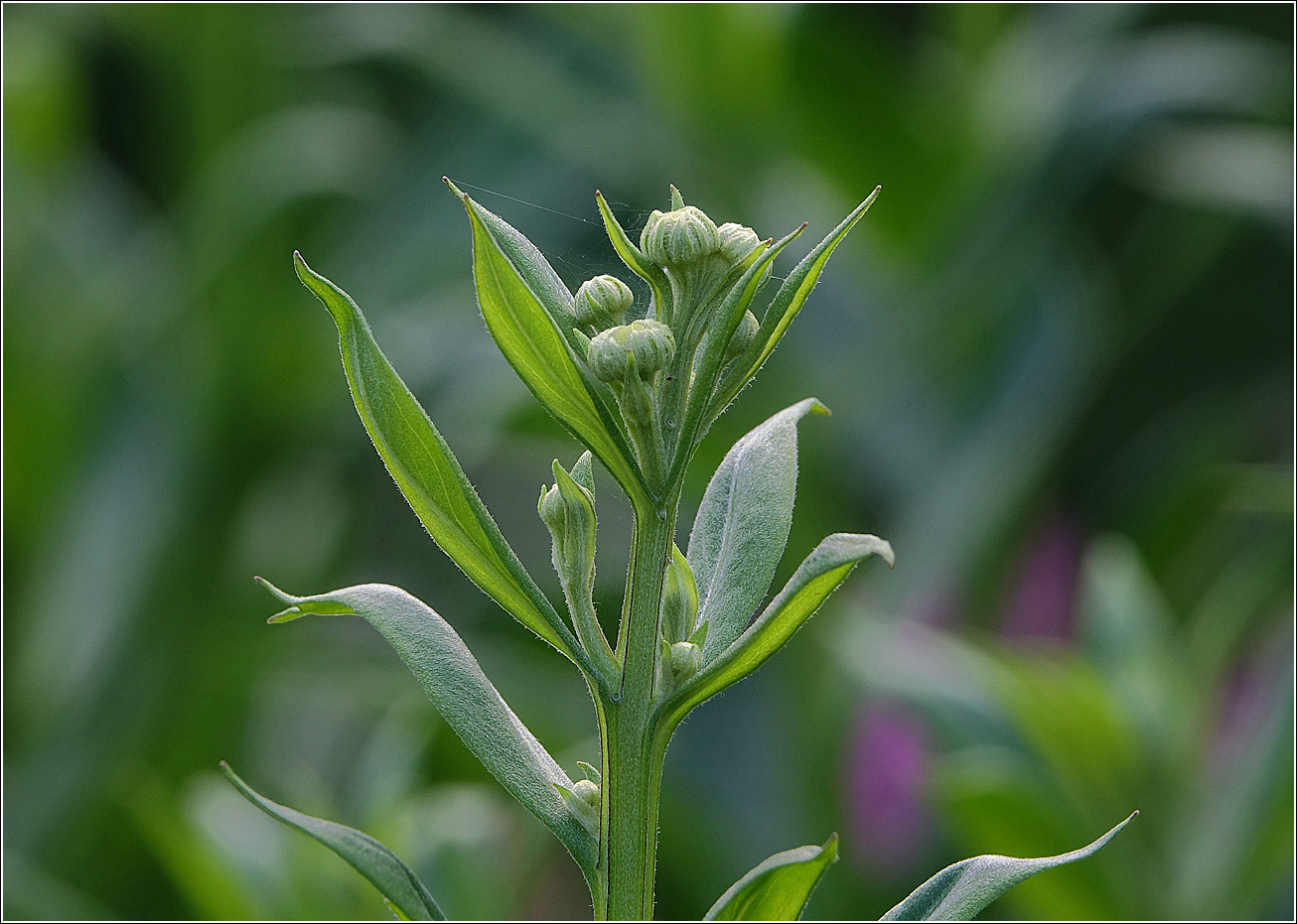 Image of Helenium autumnale specimen.