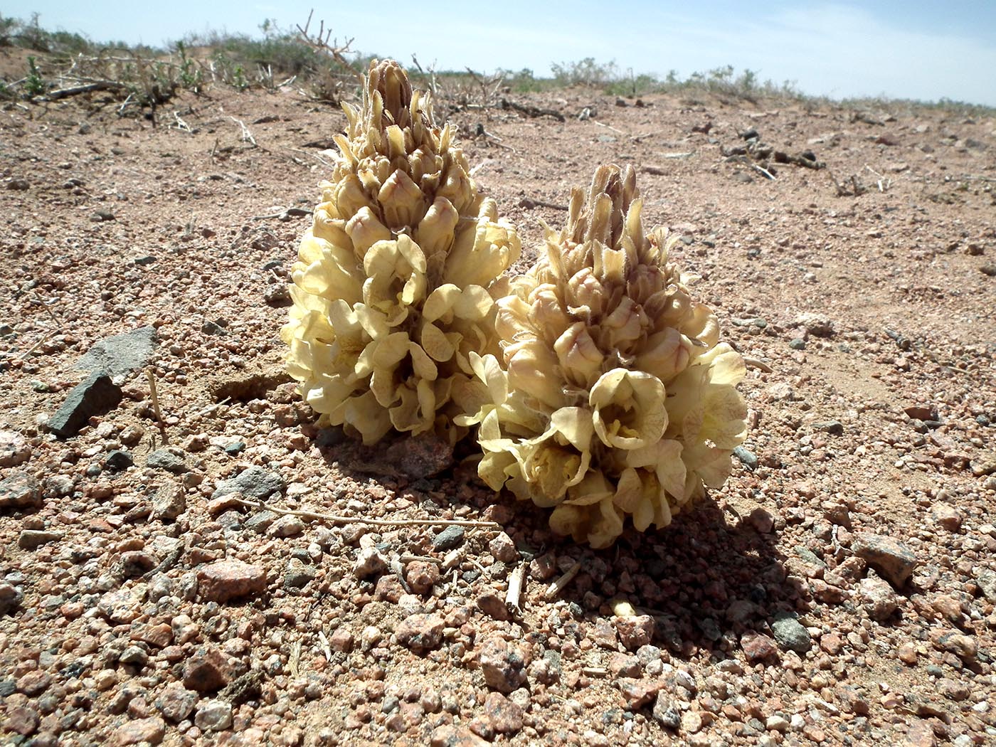 Image of Cistanche deserticola specimen.