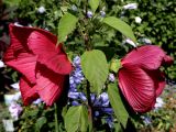 Hibiscus palustris