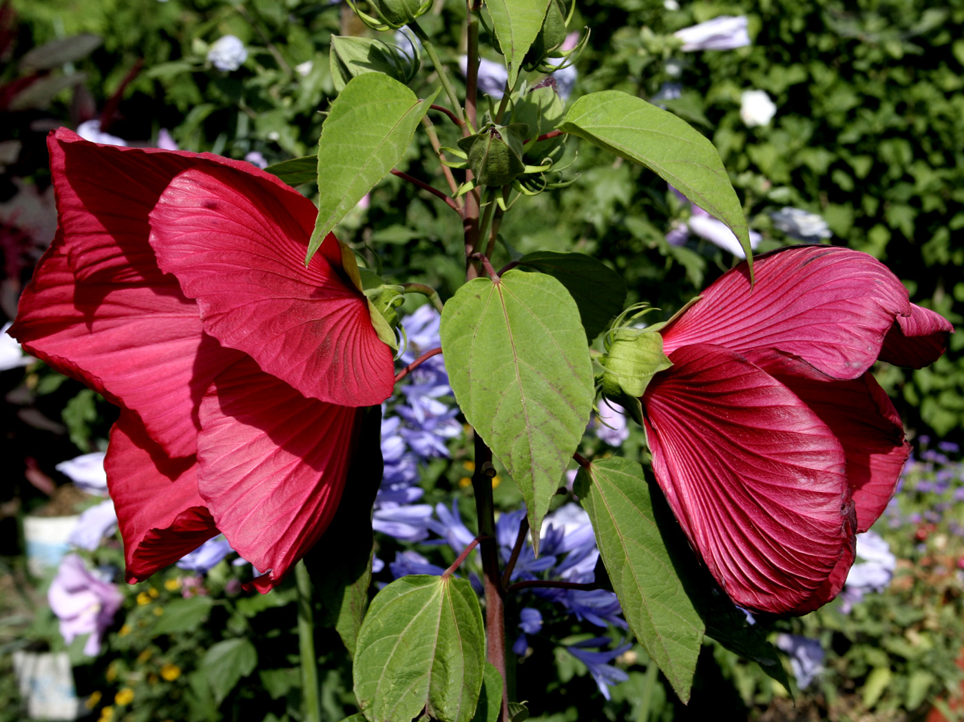 Image of Hibiscus palustris specimen.