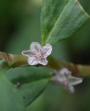 Polygonum alpestre. Цветок. Республика Ингушетия, Джейрахский р-н, окр. башенного комплекса Бархане. 22 июня 2022 г.