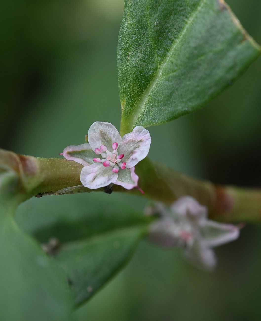 Изображение особи Polygonum alpestre.